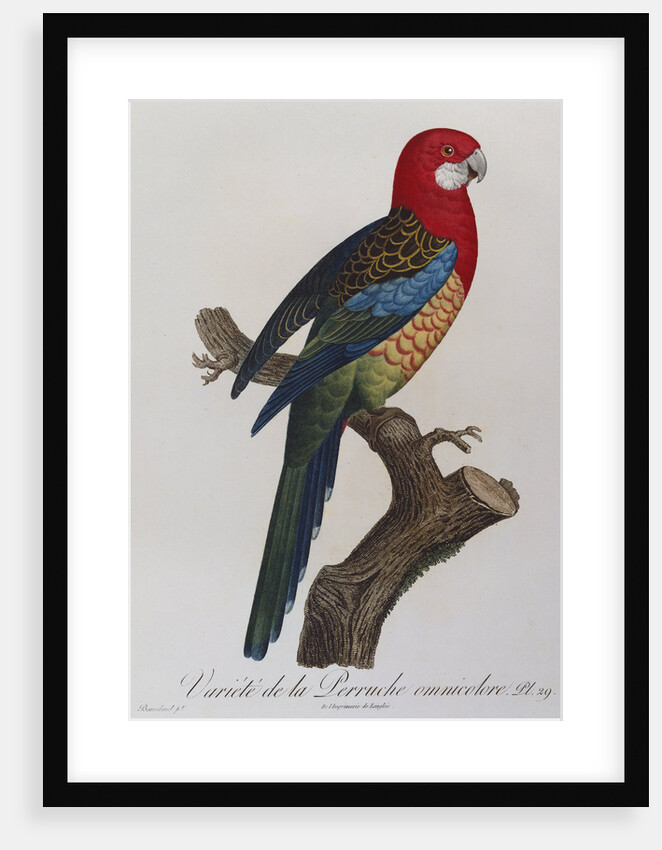 Eastern Rosella (Platycercus Eximius) by Anonymous