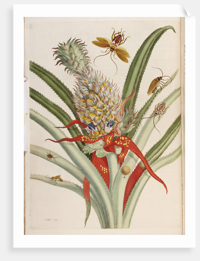 Pineapple (Ananas) with Surinam Insects by Anonymous