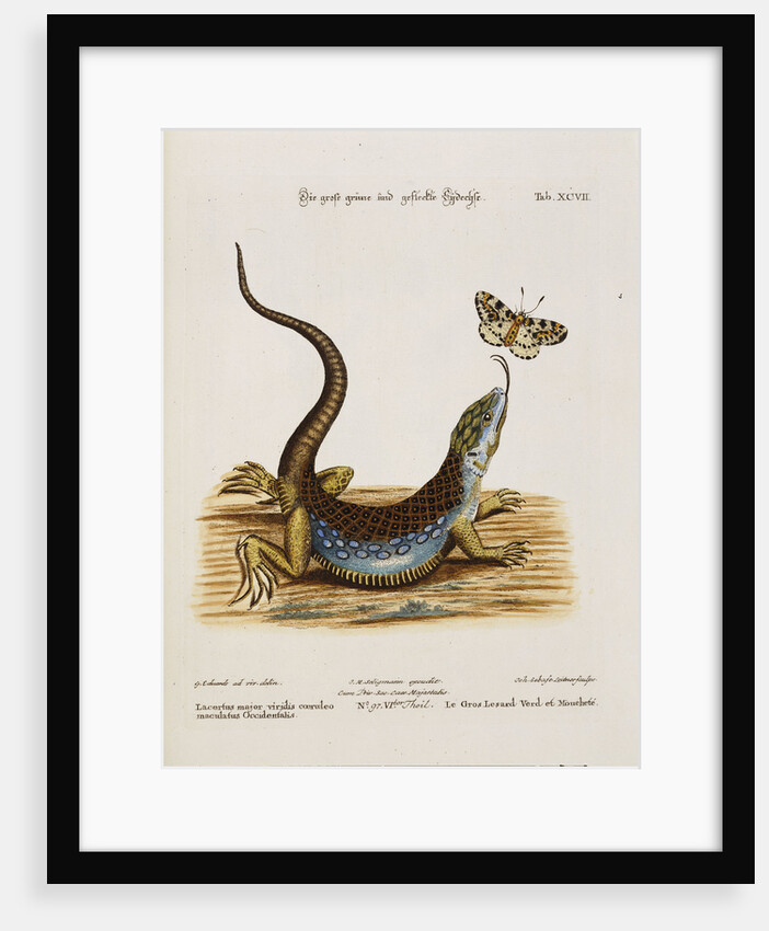 Lizard Chasing a Butterfly by Anonymous