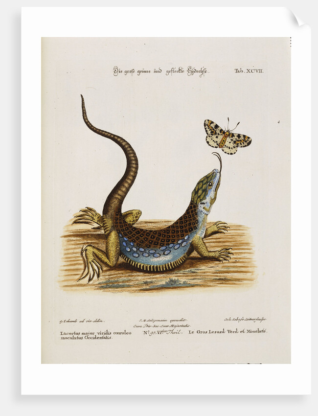 Lizard Chasing a Butterfly by Anonymous