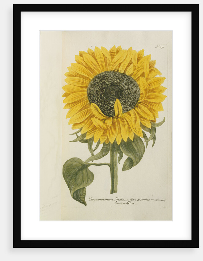 Chrysanthemum: Indicum flore et Semine maximum by Anonymous