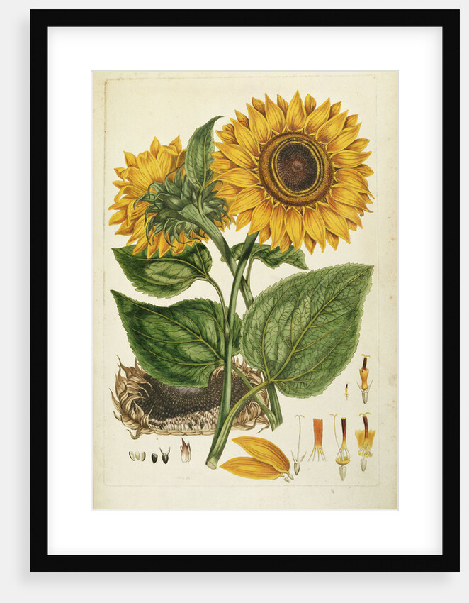 A Sunflower by Anonymous
