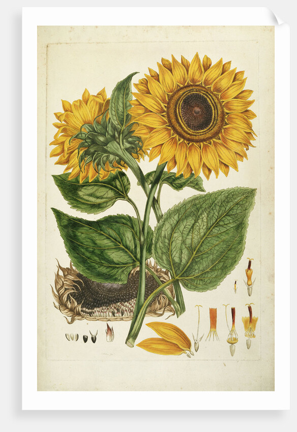 A Sunflower by Anonymous