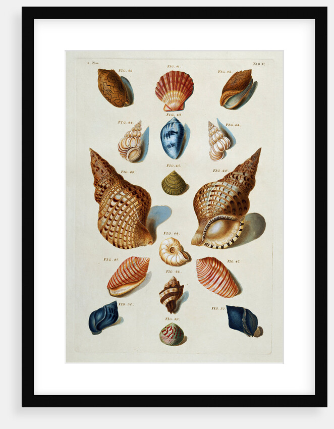 A selection of seashells by Franz Michael Regenfus