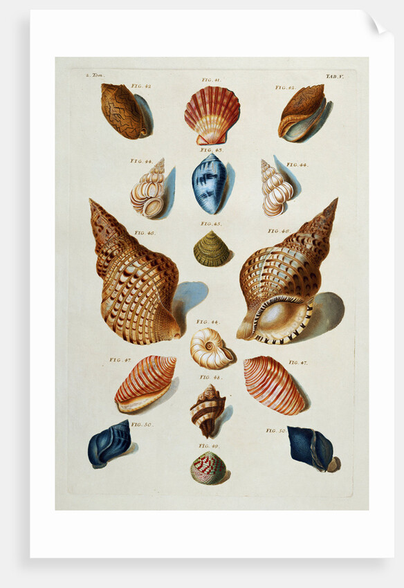 A selection of seashells by Franz Michael Regenfus