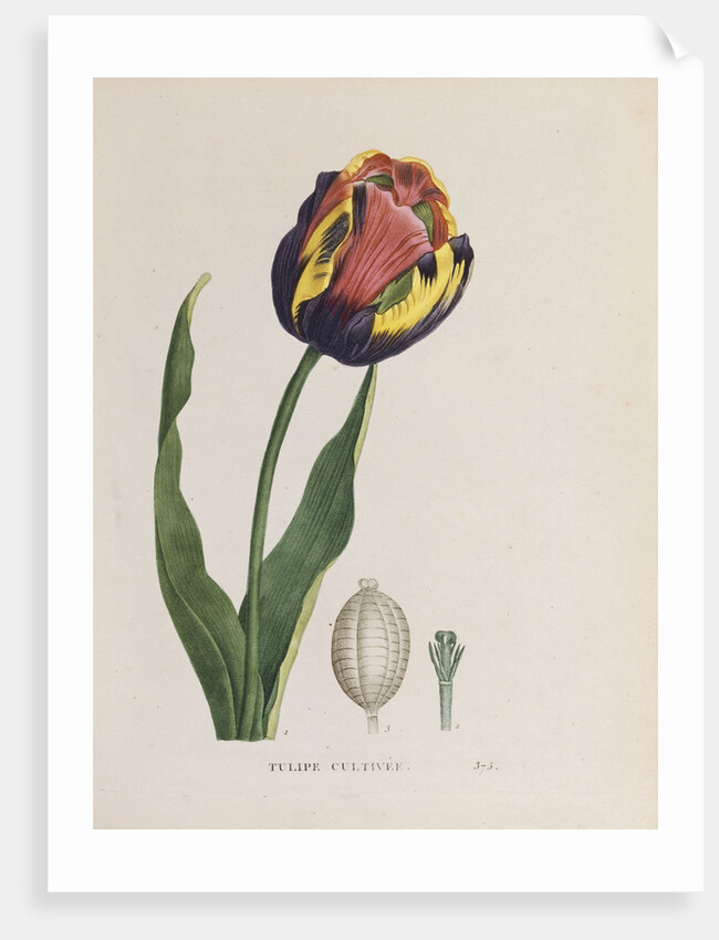 Tulip cultivee by Anonymous