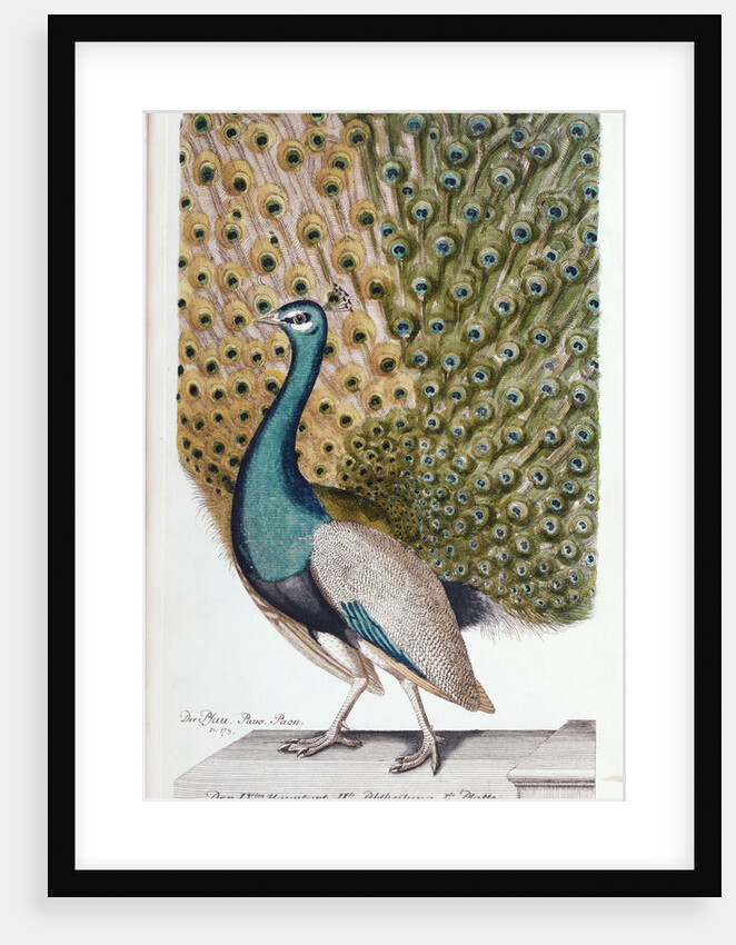 A Male Peacock in Full Display by Johann Leonhard Frisch