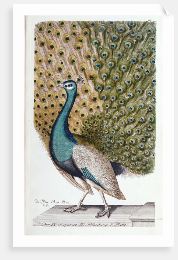 A Male Peacock in Full Display by Johann Leonhard Frisch