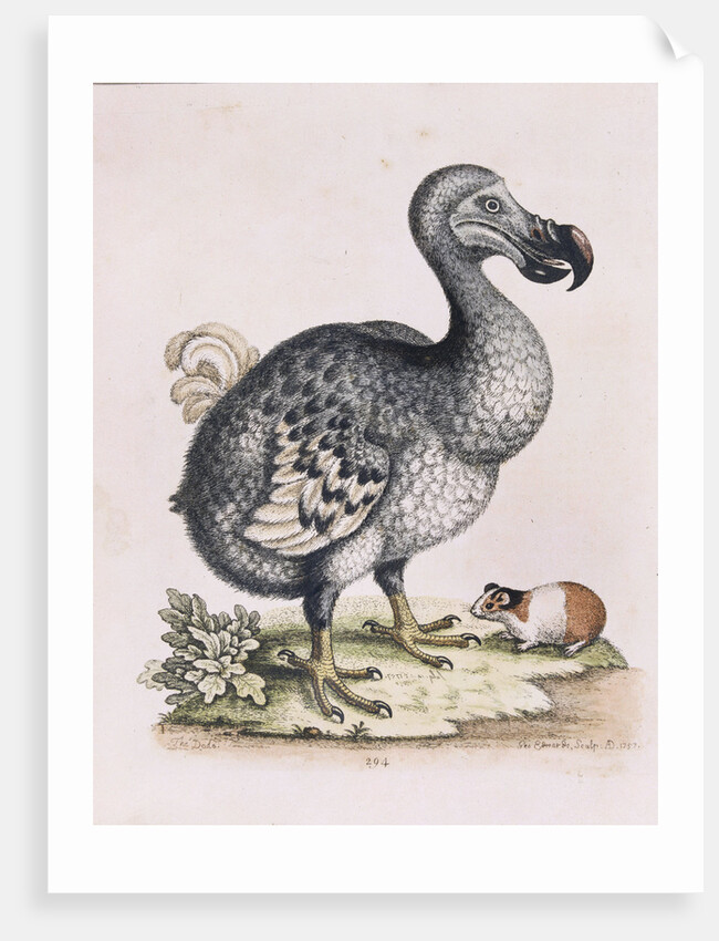 The Dodo by Anonymous