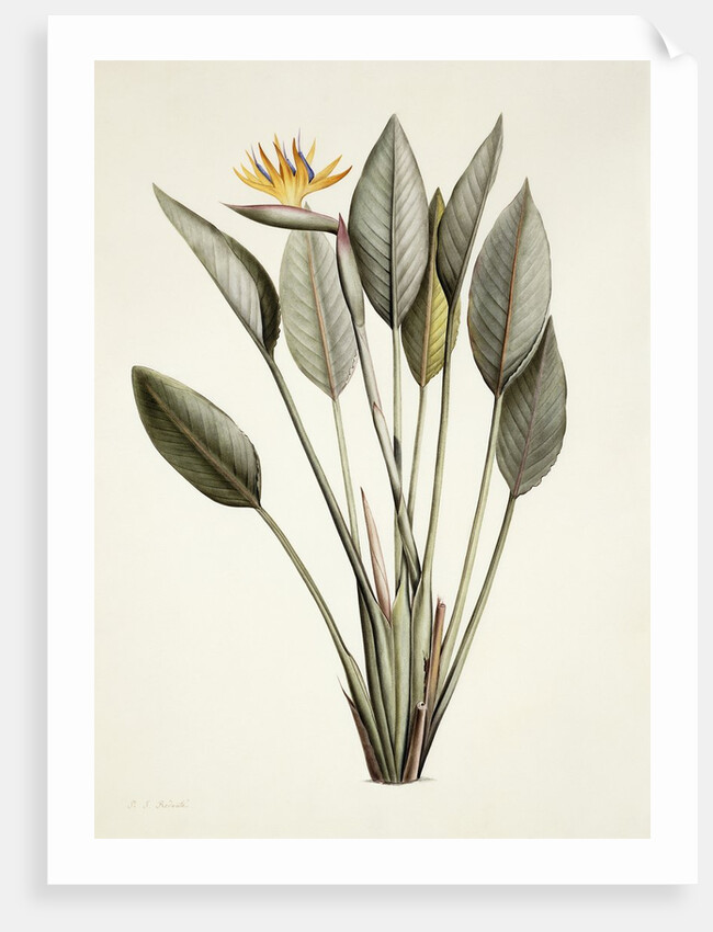 Bird of Paradise by Pierre Joseph Redoute