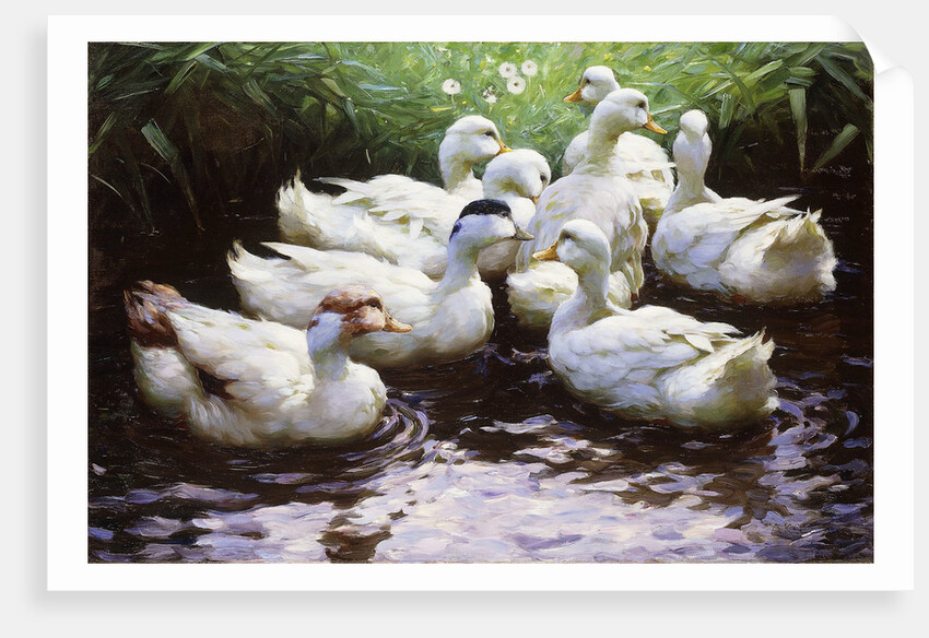Ashore (Ducks) by Alexander Koester