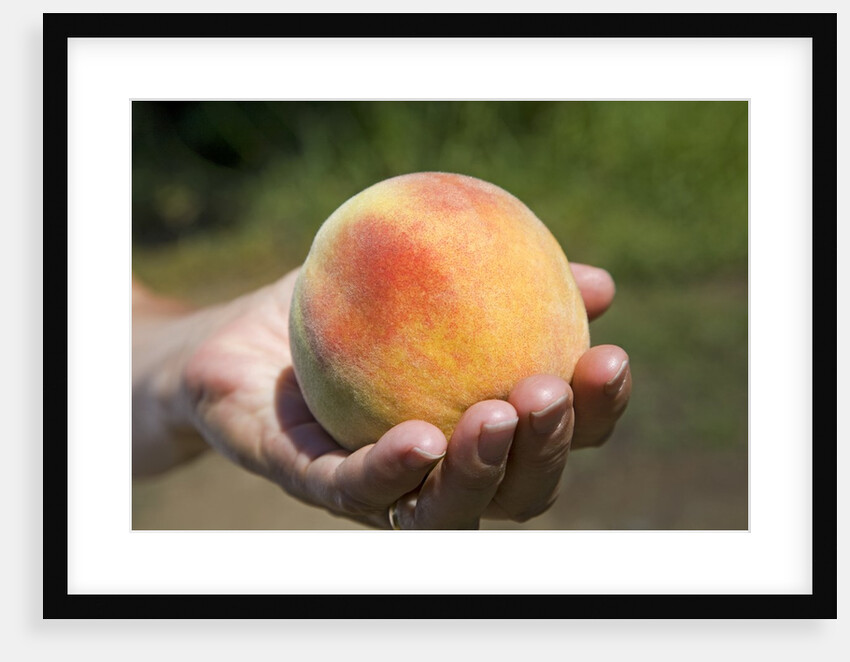 A large, freestone peach from the Kimberly Orchards in central Oregon by Anonymous