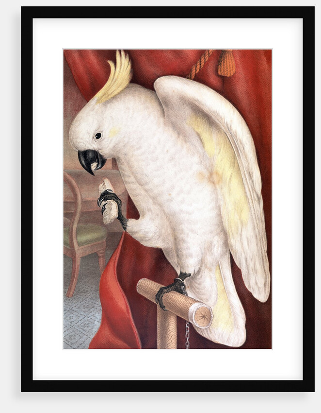 Great Sulphur-Crested Cockatoo by James Whitley Sayer