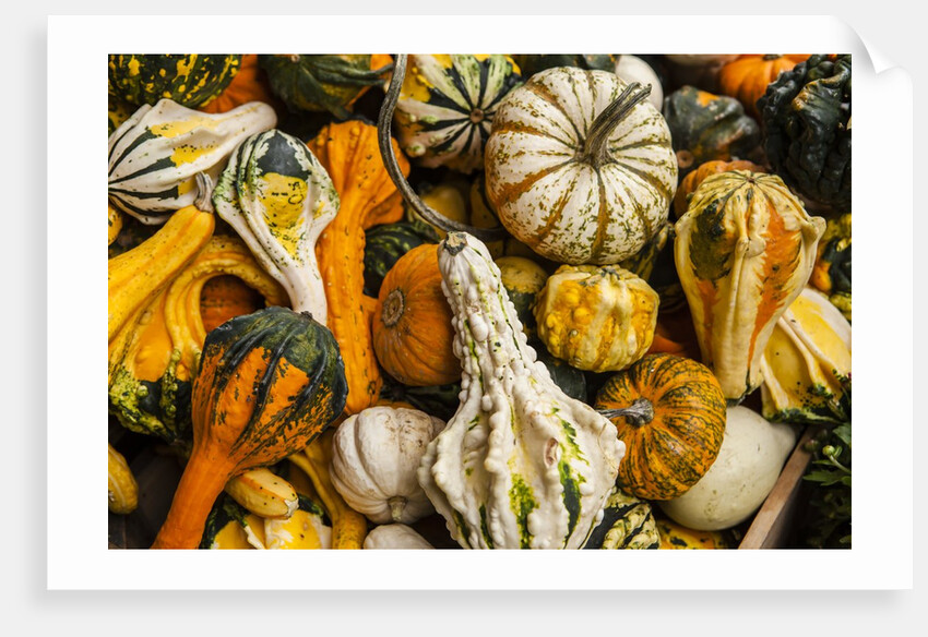 Pumpkins, gouds and winter squash for sale by Anonymous