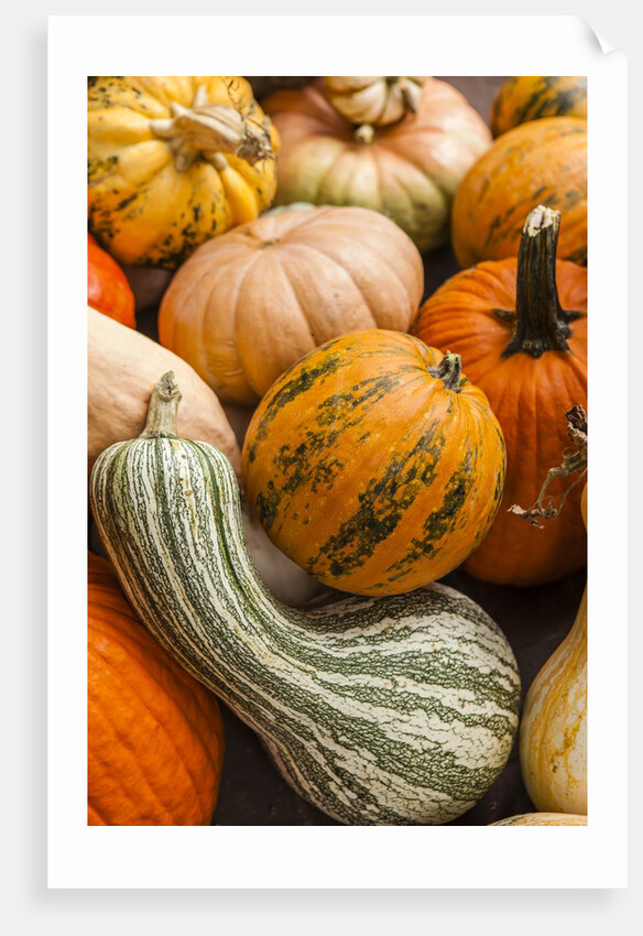 Pumpkins, gouds and winter squash for sale by Anonymous