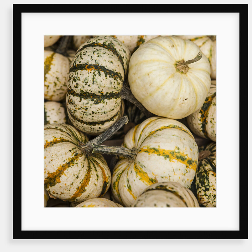 Pumpkins, gouds and winter squash for sale by Anonymous