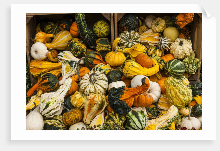 Pumpkins, gouds and winter squash for sale by Anonymous