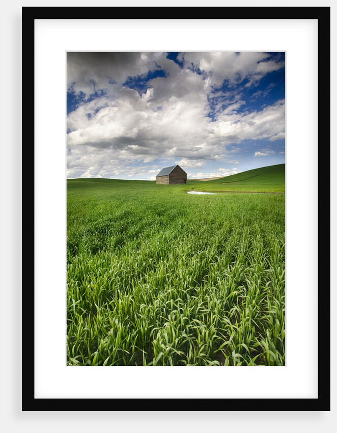 Old Barn in spring wheat field with beautiful clouds by Anonymous