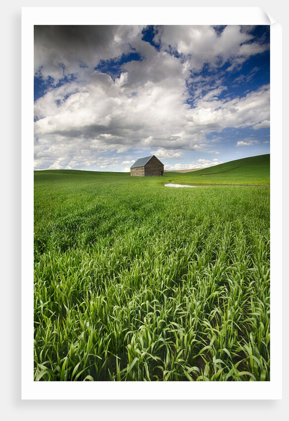 Old Barn in spring wheat field with beautiful clouds by Anonymous
