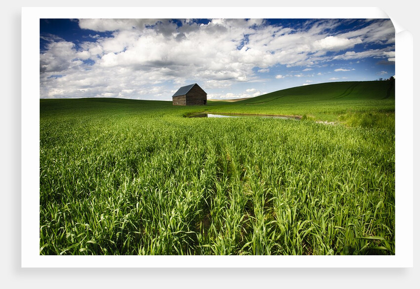 Old Barn in spring wheat field with beautiful clouds by Anonymous