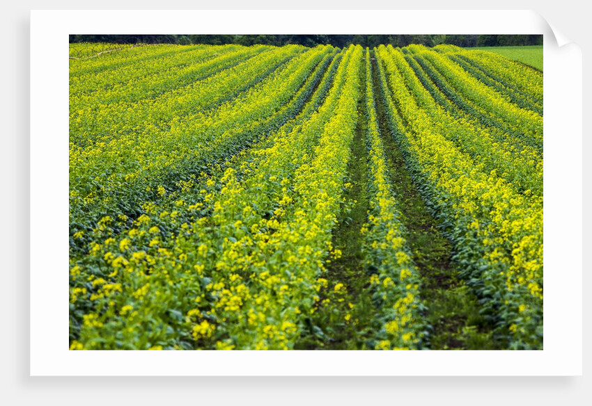 Farming in the Willamette Valley of Oregon by Anonymous
