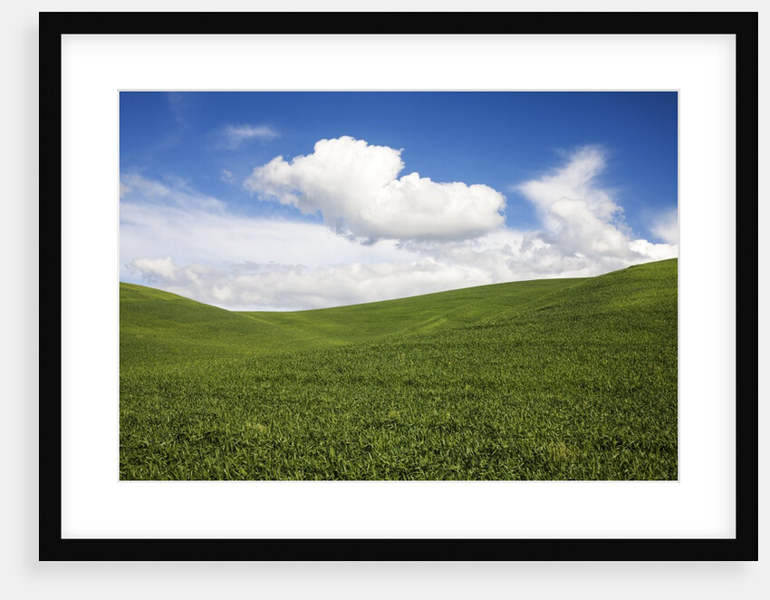 Rolling Hills of Green Spring Wheat and puffy Clouds by Anonymous