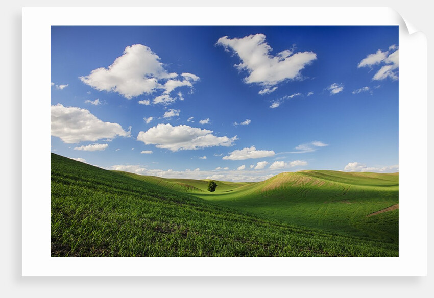 Rolling Wheat Fields with Lone Tree by Anonymous
