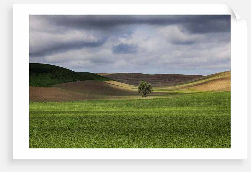Rolling Wheat Fields with Lone Tree by Anonymous
