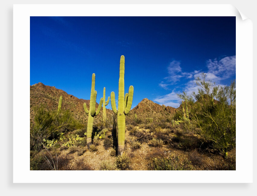 Sonoran Desert and Mountains of the Saguaro National Park by Anonymous
