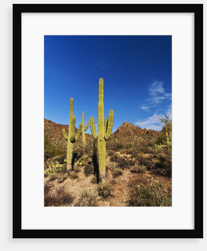 Sonoran Desert and Mountains of the Saguaro National Park by Anonymous
