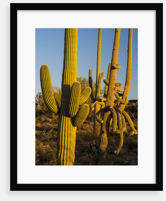 Sonoran Desert of the Saguaro National Park by Anonymous