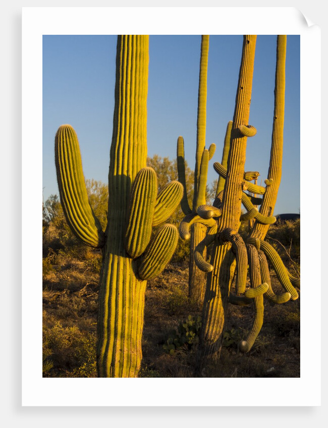 Sonoran Desert of the Saguaro National Park by Anonymous