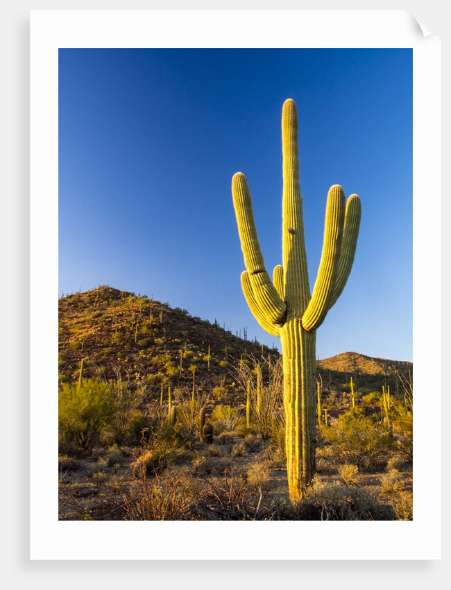 Sonoran Desert and Mountains of the Saguaro National Park by Anonymous