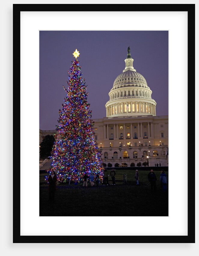 Capitol Christmas Tree at dusk in front of U.S. Capitol, Washington D.C. by Anonymous