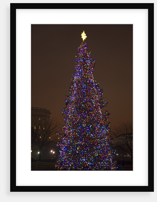 Capitol Christmas Tree at dusk in front of U.S. Capitol, Washington D.C. by Anonymous