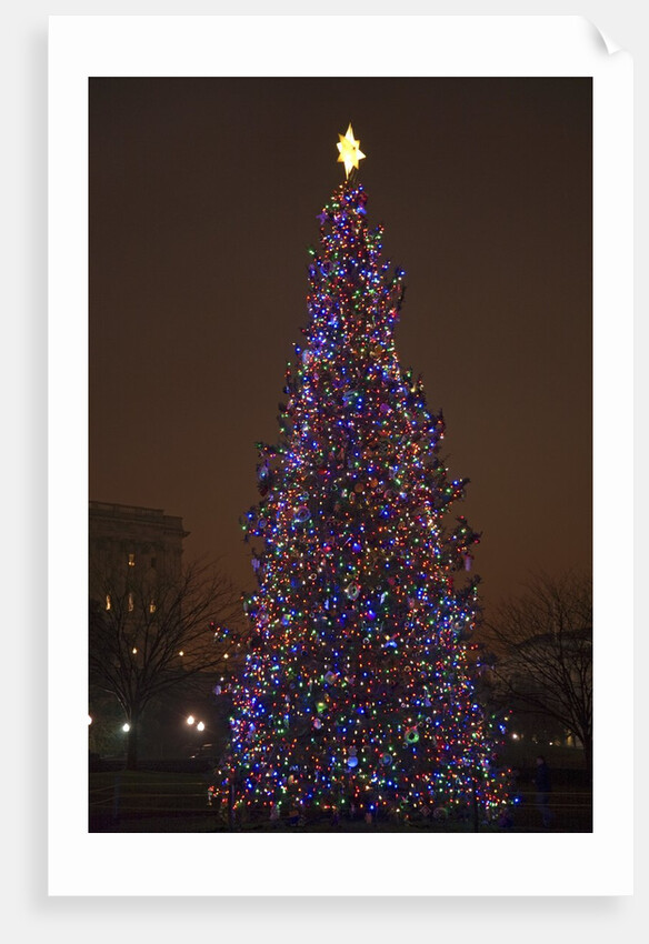 Capitol Christmas Tree at dusk in front of U.S. Capitol, Washington D.C. by Anonymous