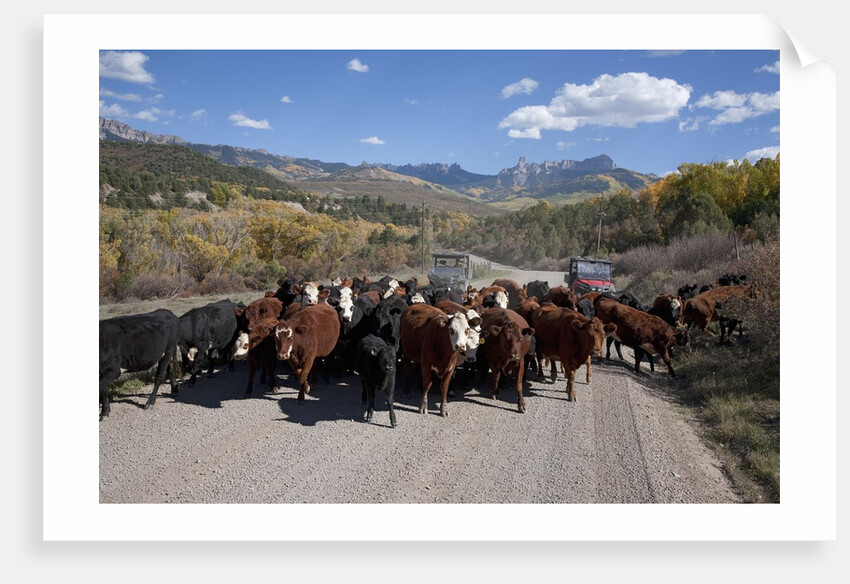 Cattledrive looking towards Chimney Peak, near Ridgeway, Colorado by Anonymous