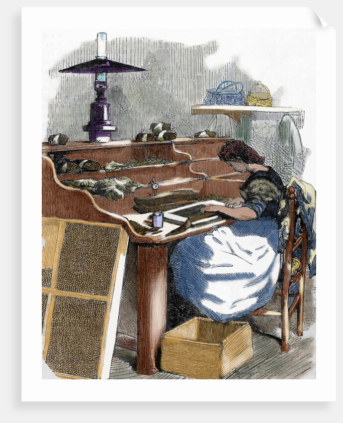 The snuff industry. Woman rolling cigars. France. by Anonymous