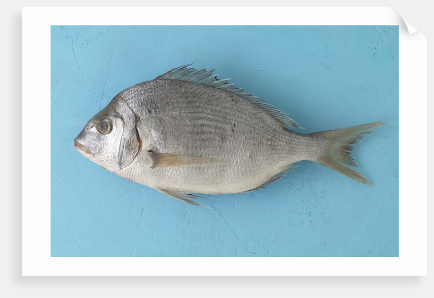 White fish by Anonymous