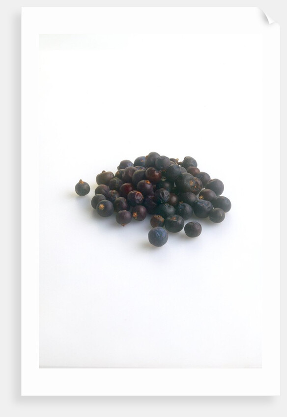 Juniper berries by Anonymous