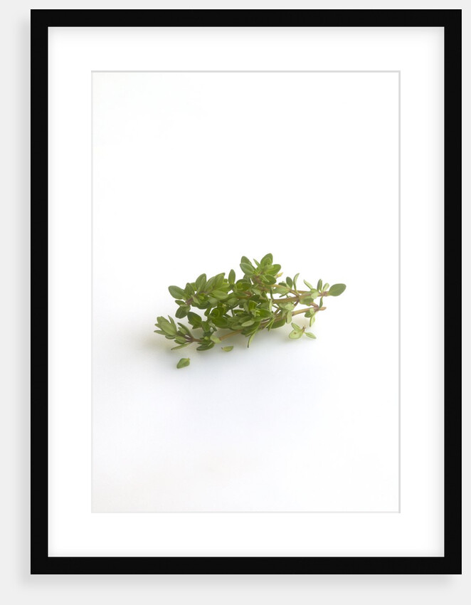 Lemon thyme sprigs by Anonymous