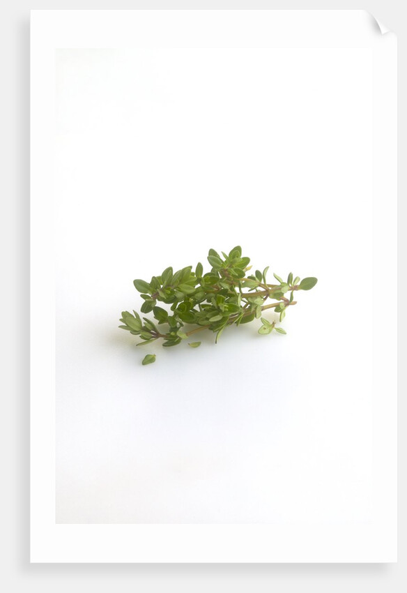 Lemon thyme sprigs by Anonymous