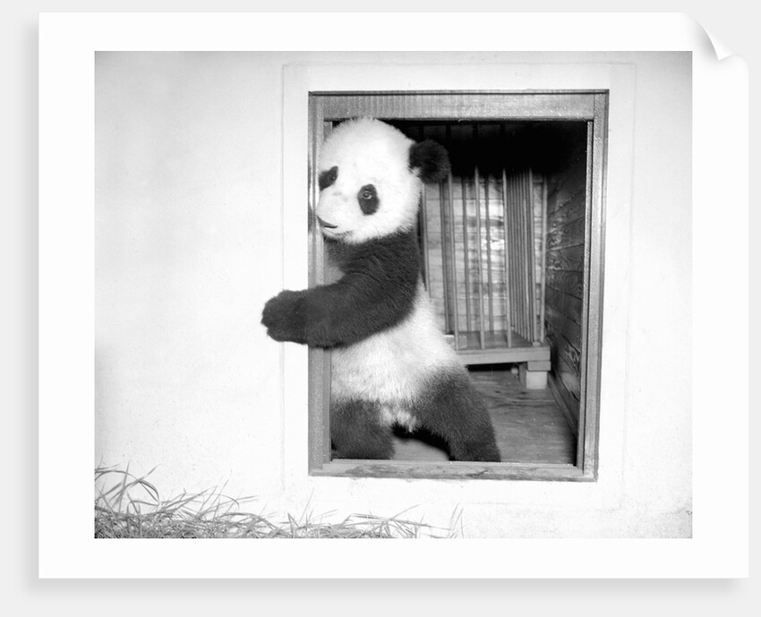 Giant panda Su-Lin at the Brookfield Zoo in Illinois, USA, ca. 1937 by Anonymous