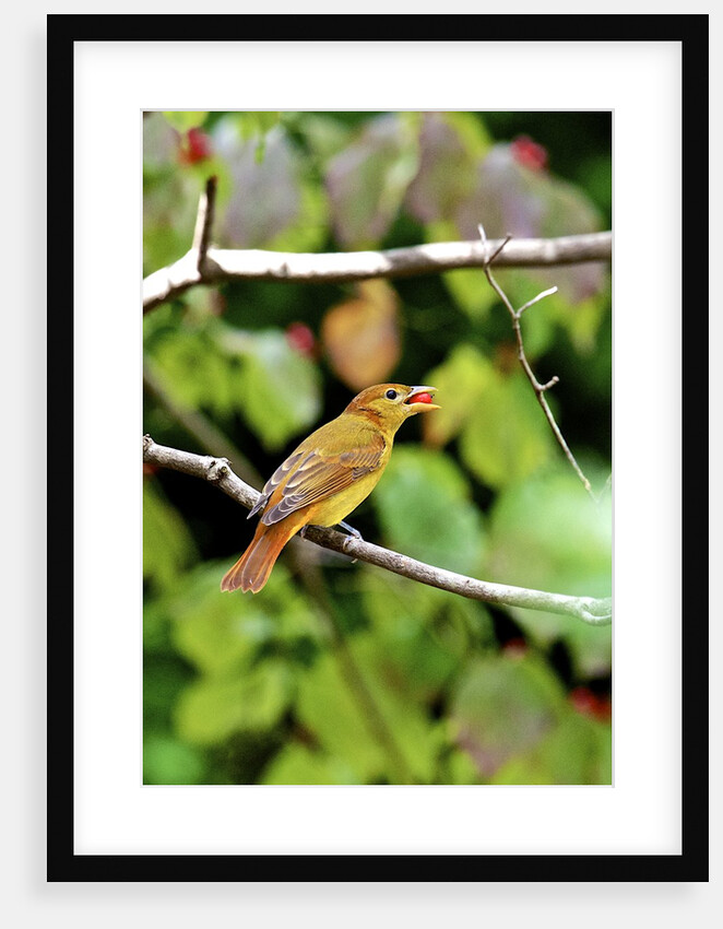 Summer Tanager feeding on dogwood berry by Anonymous