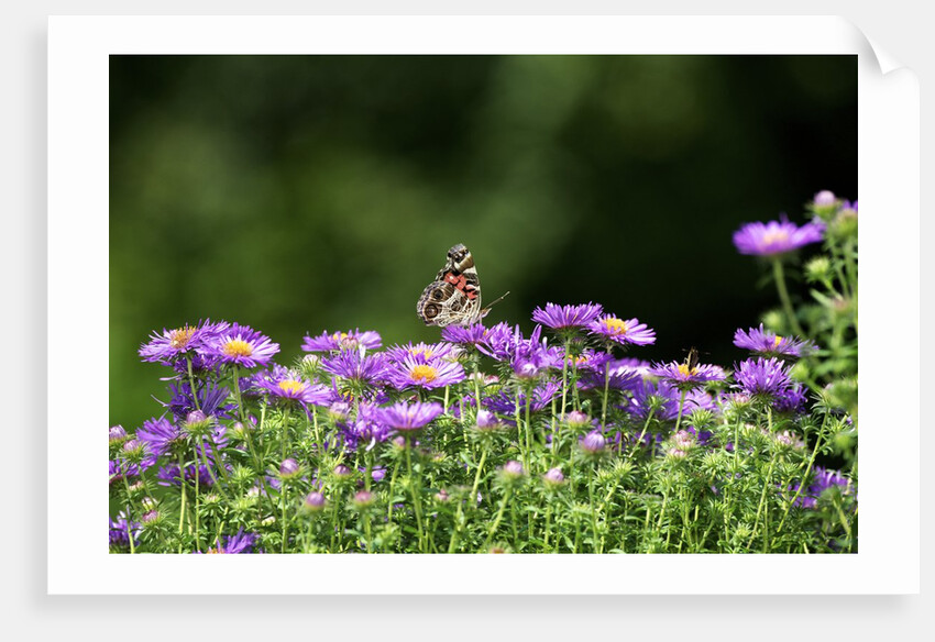 American Painted Lady (Vanessa virginiensis) on flower by Anonymous