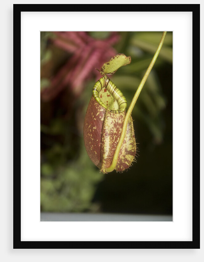 Raffle's Pitcher Plant by Anonymous