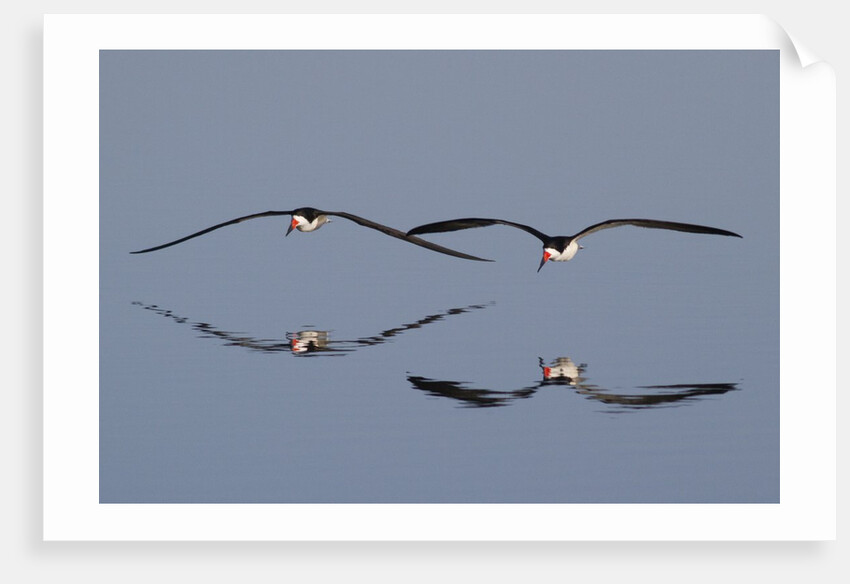 Pair of flying Black Skimmers by Anonymous