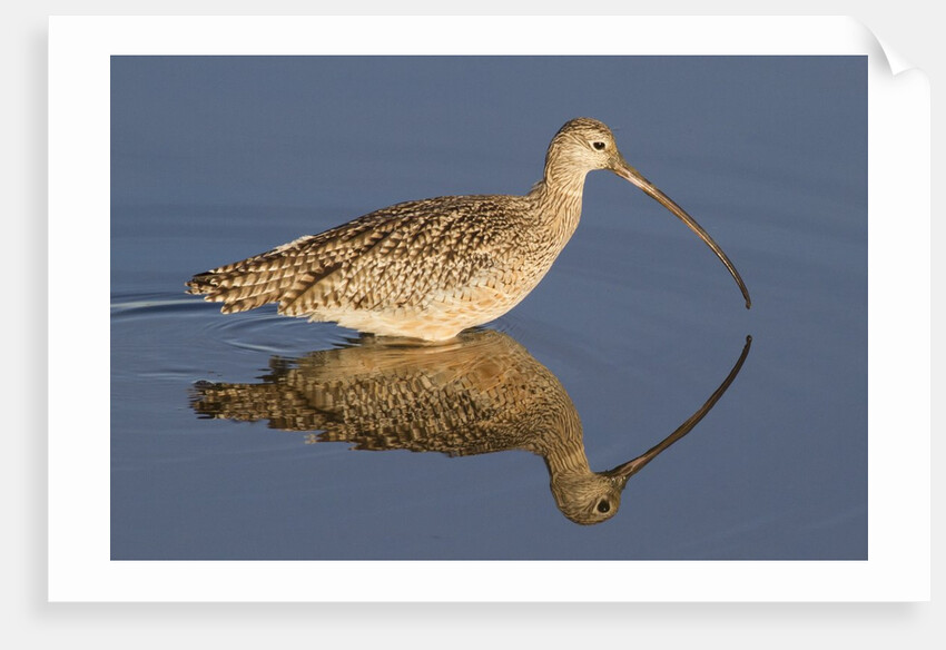 Long-Billed Curlew with reflection by Anonymous