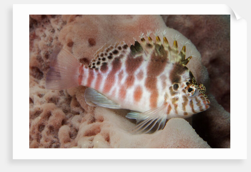 Dwarf Hawkfish by Anonymous