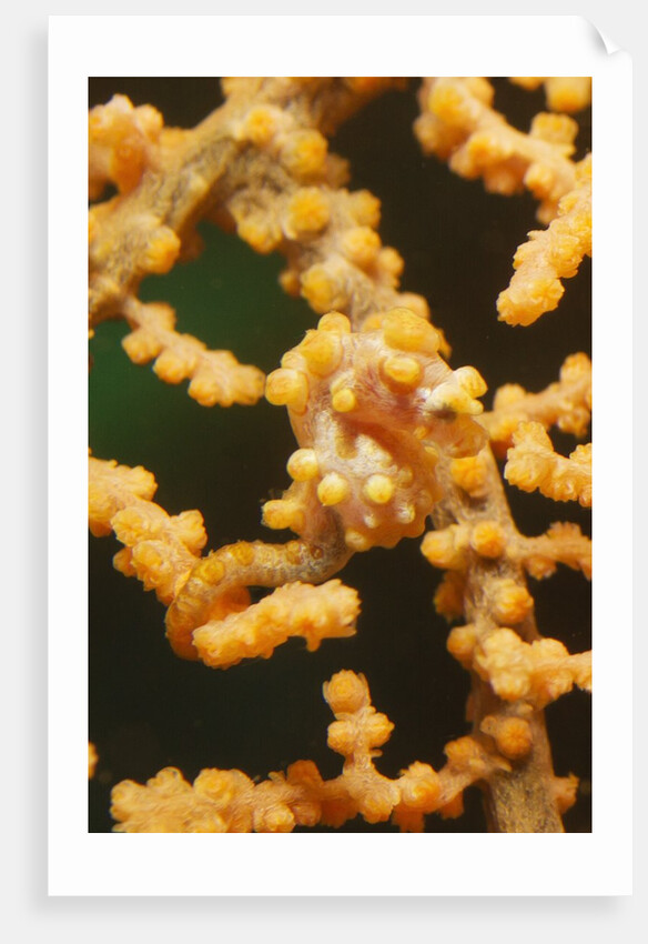 Pygmy Seahorse by Anonymous